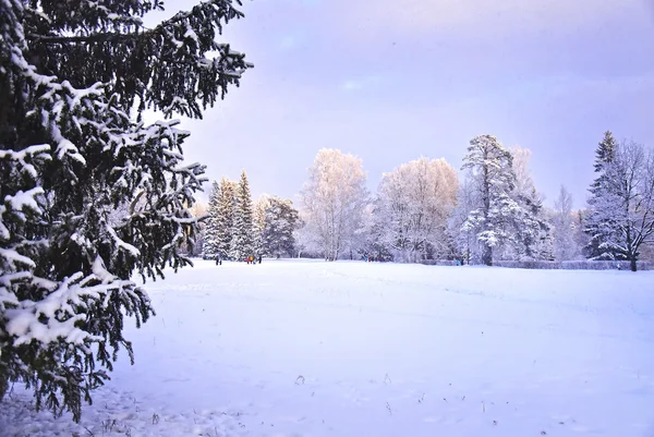 Snow Park v zimě v Sankt Peterburgu Pavlovsk — Stock fotografie