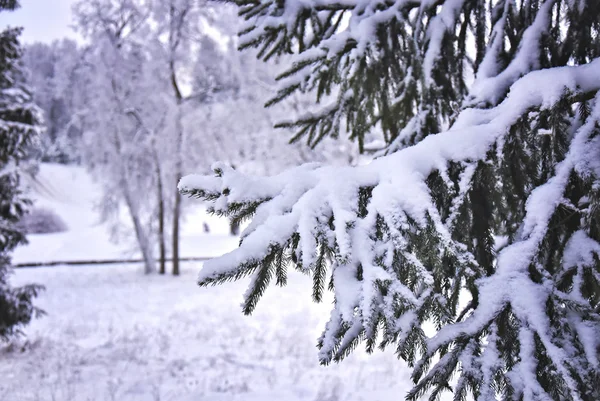 大雪覆盖树的分支 — 图库照片