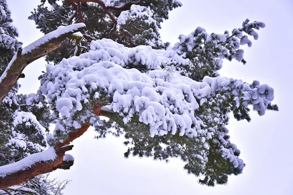 Schneebedeckte Äste von Bäumen — Stockfoto