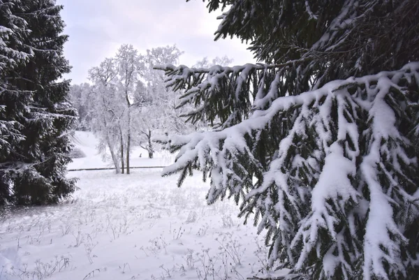 Ramas cubiertas de nieve de árbol —  Fotos de Stock