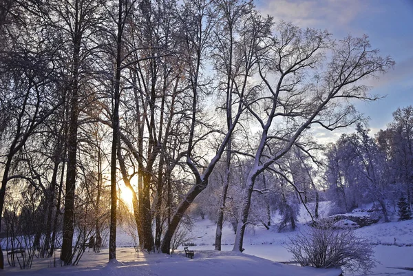 冬の雪の公園 ロイヤリティフリーのストック写真
