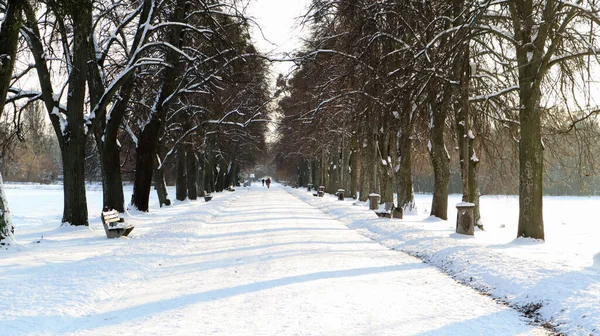 Winter Landscape Snow Covered Alley City Park Snow Covered Trees — Stock Photo, Image