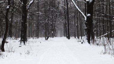 Kış manzarası. Şehir parkında karla kaplı bir patika. Kış ormanında yolu olan ağaçlar karla kaplandı.
