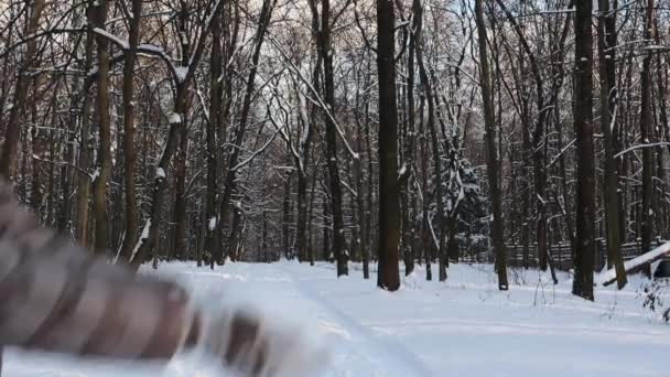 Händerna Vantar Kastar Handfull Snö Parken Flicka Kastar Snöflingor Vinterskogen — Stockvideo