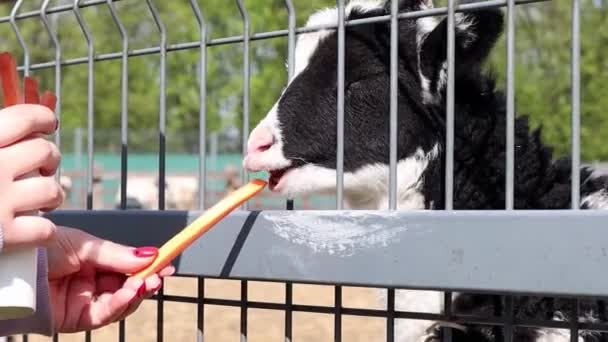 Malá Legrační Černá Bílá Elitní Antilopa Zoo Nebo Farmě Plotem — Stock video