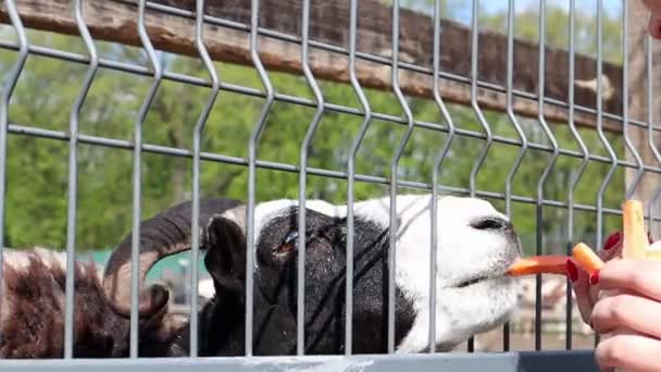 Klein Grappig Zwart Wit Eland Antilope Dierentuin Boerderij Achter Het — Stockvideo