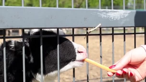 Petite Antilope Terre Noire Blanche Drôle Dans Zoo Sur Ferme — Video