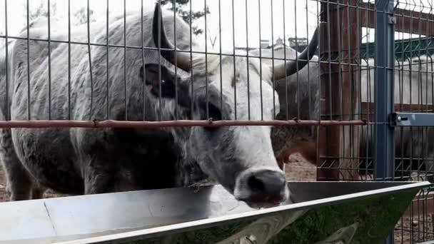 Hongaarse Oekraïense Grijze Koeien Boerderij Aboriginal Runderras Voor Vlees Zuivelproductie — Stockvideo