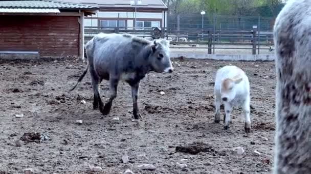 Węgierskie Ukraińskie Szare Krowy Farmie Rdzenna Rasa Bydła Produkcji Mięsa — Wideo stockowe