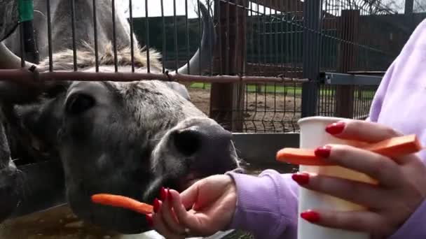 Çiftlikteki Macar Ukraynalı Gri Inekler Süt Ürünleri Için Aborjin Sığır — Stok video