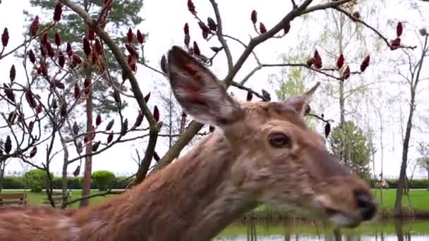 夏の日にかわいい鹿を手で食べる女の子のクローズアップ かわいい子ね 自然の中での動物の生活 子供たちは鹿に餌をやっている ウクライナ キエフ 2021年6月4日 — ストック動画