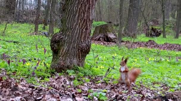 Rotes Rotes Eichhörnchen Auf Einem Baum Park Auf Der Suche — Stockvideo