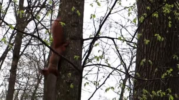 Écureuil Roux Sur Arbre Parc Recherche Nourriture Dans Environnement Faune — Video