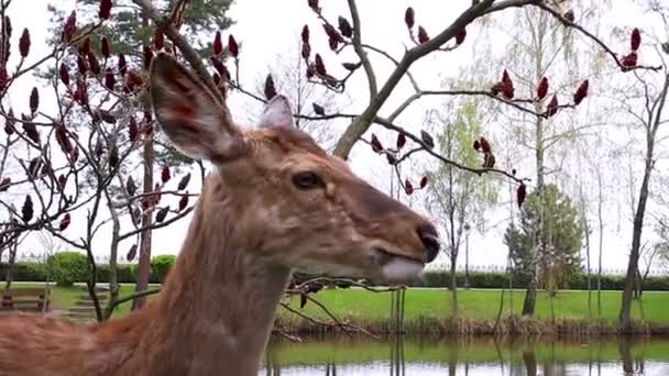 귀여운 사슴에게 먹이를 소녀의 귀여운 자연의 동물들 사슴을 먹이고 우크라이나 — 비디오