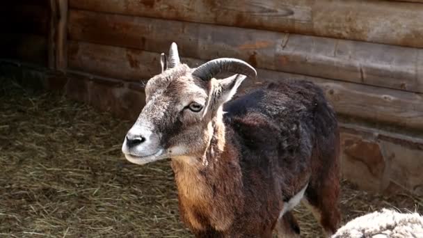 晴れた日にカメラを見てヨーロッパのムフロンの肖像画を閉じます ラム属の軽薄な動物 — ストック動画