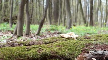 Yosun ormanı. Ormandaki devrilmiş bir ağaç gövdesinin yakın çekimi. Yeşil yosunlarla kaplı ormanda ölü bir ağaç. Ağaçlı dağ ormanı. Sıcak güneş ışınları bitkileri aydınlatır.