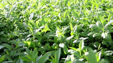 Güneşli bir günde yeşil yapraklar, dekoratif bir boxwood çalısı dalları kapanır. Yeşil çiçekli arka plan, çiçek desenli. Leshoz 'da satılık her daim yeşil kutu odunu yetiştiriyorum.