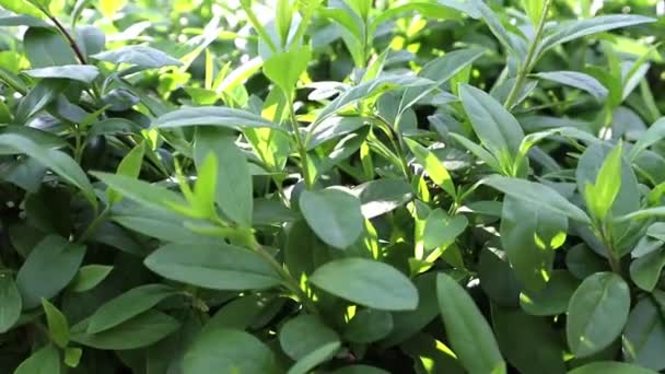 Close Green Leaves Twigs Decorative Boxwood Bush Sunny Windy Day — Stock Video