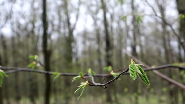 Gałąź Drzewa Zielonymi Liśćmi Kołysze Się Wietrze Tle Zamglonego Lasu — Wideo stockowe