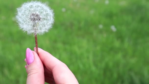 Close Van Een Witte Paardebloem Weggeblazen Door Wind Een Wazig — Stockvideo