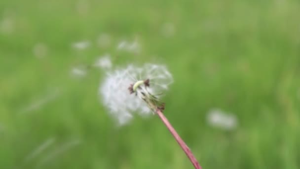 Close Van Een Witte Paardebloem Weggeblazen Door Wind Een Wazig — Stockvideo