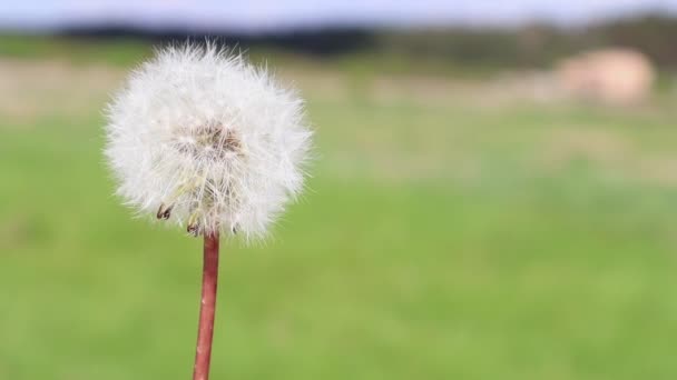 一朵白色蒲公英的特写被风吹走在模糊的青草背景上 蓬松的白色种子飞向远方 花朵被一扫而空 复制空间 — 图库视频影像
