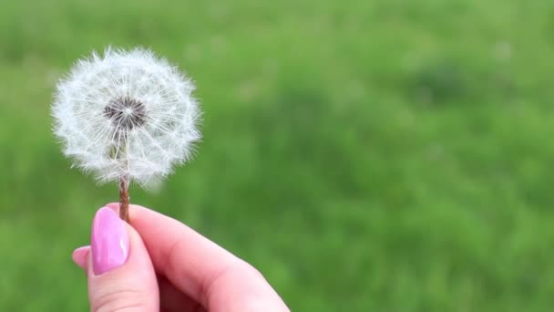 Bulanık Yeşil Bir Arka Planda Rüzgarla Savrulan Beyaz Bir Karahindiba — Stok video