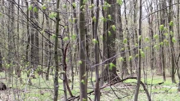 Bella Mattina Primavera Nella Foresta Passeggiata Nella Foresta Mattutina Verde — Video Stock