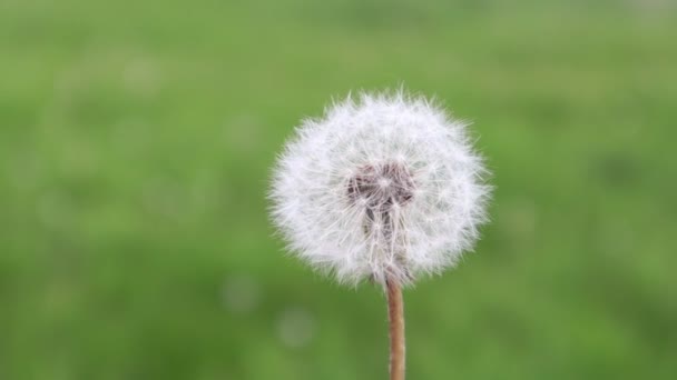 Close Van Witte Paardebloem Wazig Groen Gras Achtergrond Pluizige Witte — Stockvideo