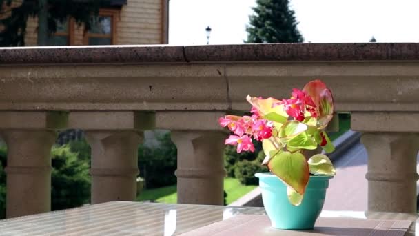 Arbustos Flores Terraza Amueblada Una Cafetería Tradicional Pétalos Flores Rosadas — Vídeos de Stock