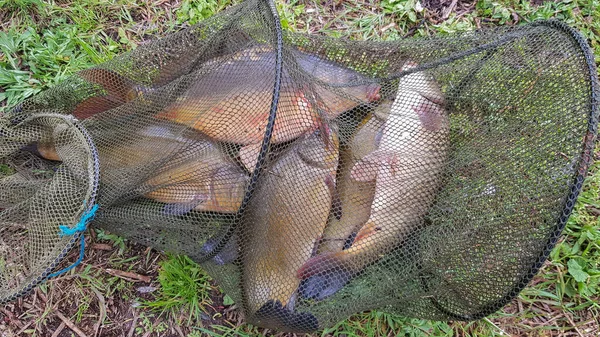 Caught Fish Shore Fishing Cage Fishing Trap Fish — Stock Photo, Image