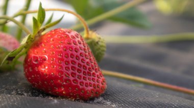 Picking fresh ripe organic big red strawberries outdoors in sunny weather at the plantation. Strawberry field on a fruit farm. A new crop of sweet open strawberries growing outside in the soil