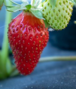 Picking fresh ripe organic big red strawberries outdoors in sunny weather at the plantation. Strawberry field on a fruit farm. A new crop of sweet open strawberries growing outside in the soil