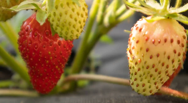 Pflücken Frischer Reifer Großer Roter Bio Erdbeeren Freien Bei Sonnigem — Stockfoto