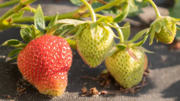 Picking Fresh Ripe Organic Big Red Strawberries Outdoors Sunny Weather — Stockfoto