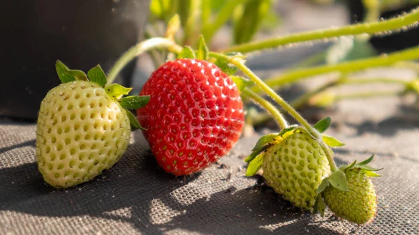 Pflücken Frischer Reifer Großer Roter Bio Erdbeeren Freien Bei Sonnigem — Stockfoto