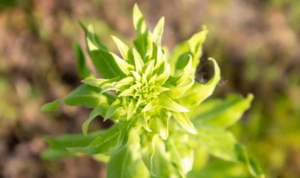 Yeşil Bir Çayırda Güzel Kır Çiçekleri Yabani Otlar Sıcak Güneşli — Stok fotoğraf