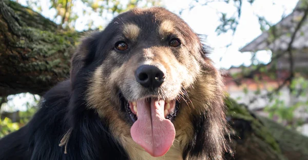 Portrait of an adult large dog in the yard of the house with his tongue hanging out. Black pet with brown eyes. Keeping a dog in the yard of a private house as a friend and a guard of the territory