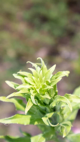 Yeşil Bir Çayırda Güzel Kır Çiçekleri Yabani Otlar Sıcak Güneşli — Stok fotoğraf