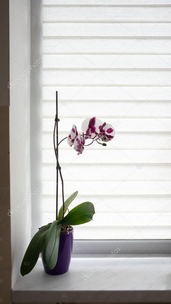 A beautiful orchid grows on the windowsill against the background of roller blinds. Houseplants on the window of the apartment. Flowers in pots on the windowsill. Home decor concept
