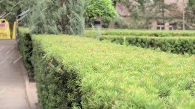 Yeşil bir parkta çim sulama sistemi çalışıyor. Sıcak havada çimenleri suyla ıslatıyorlar. Otomatik fıskiye. Otomatik sulama fıskiyesi başı çimleri suluyor. Akıllı bahçe.