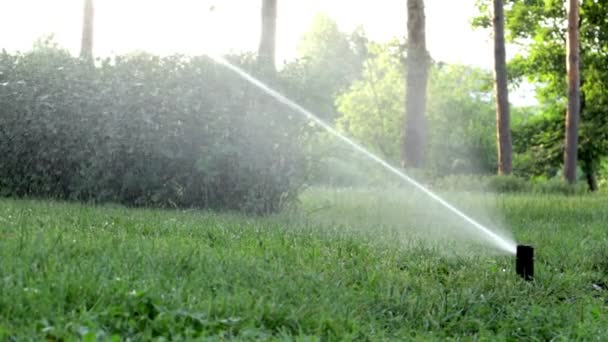 緑の公園で働く芝生灌漑システム 暑い日に芝生に水を吹きかける 自動スプリンクラー 自動散水スプリンクラーヘッドは芝生に散水します スマートガーデン — ストック動画