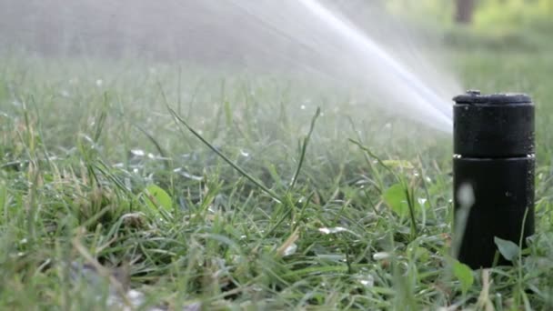 Sistema Irrigação Gramado Trabalhando Parque Verde Pulverizando Gramado Com Água — Vídeo de Stock