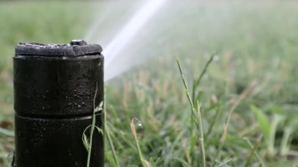 草坪灌溉系统在一个绿地里工作 炎热的天气把草坪喷上了水 自动洒水器自动浇水洒水头浇灌草坪 聪明的花园 — 图库视频影像
