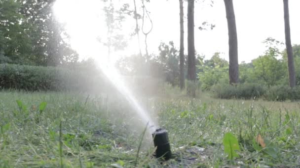 Система Орошения Саженцев Работает Зеленом Парке Орошение Газона Водой Жаркую — стоковое видео