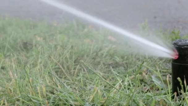 Rasenbewässerungssystem Funktioniert Einem Grünen Park Bei Heißem Wetter Den Rasen — Stockvideo