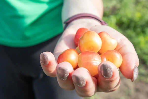 Ripe cherries in a woman\'s hand. Hands with cherries. Picking cherries and cherries in the garden or on the farm on a warm sunny day
