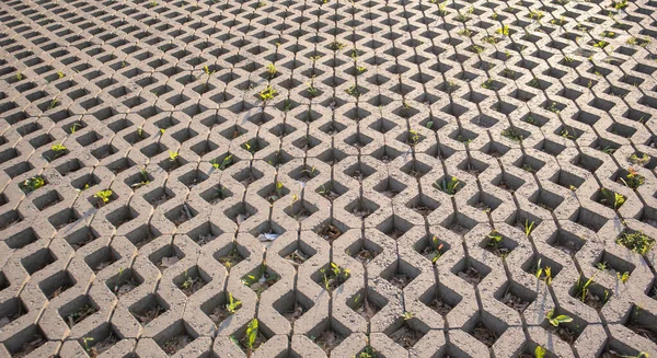 Çimlerin Filizlendiği Asfalt Döşemelerin Arka Planı Kaldırımdaki Taş Fayanslar Patika — Stok fotoğraf