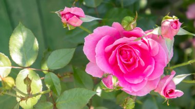 Pembe bahçedeki güzel, renkli, narin çiçek açan güller. Seçici odaklanma. Yakın plan.