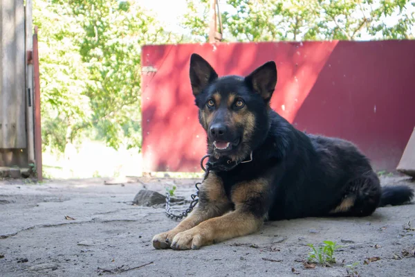 A kind purebred dog on a chain in the yard in the village. A domestic guard animal on the street in summer guards the house on a leash. Chained dog in the backyard